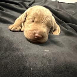 Light blue collar - Silver male Dilute Retriever puppy in Valley Center, California from Stunning Silver Bullets Labradors