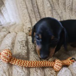 Gordon - Black and tan male Dachshund puppy in Martinsville, Indiana from Kary's Mini Doxie Kuddles