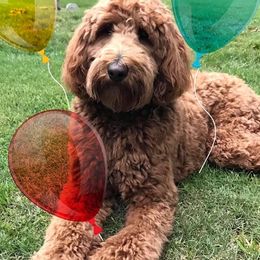 Bernedoodles and Goldendoodles from Jefferson Doodles