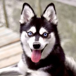 Amethyst - Alaskan Klee Kai