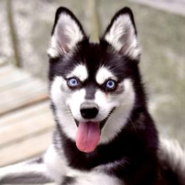 Amethyst - Alaskan Klee Kai