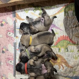 Pug Puppies from Peachy Pugs