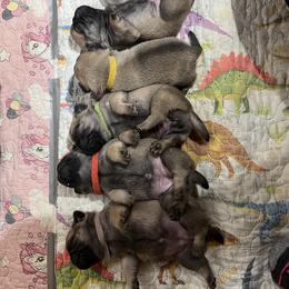 Pug Puppies from Peachy Pugs