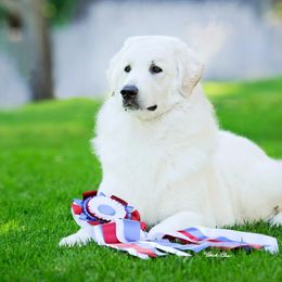 Kuvaszok from Szumeria Kuvasz