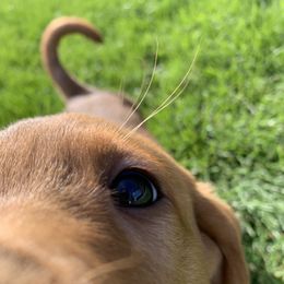 Labrador Retriever Puppies from TNT Elite Labradors