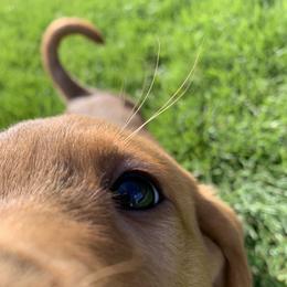 Labrador Retriever Puppies from TNT Elite Labradors
