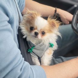 Nikko - Chihuahua