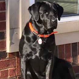 Labrador Retrievers from Jenny Causey