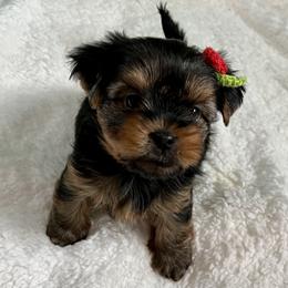 Yorkshire Terrier Puppies from Artisan Yorkies LLC