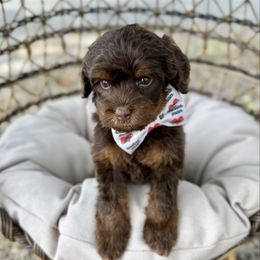 Dale - Chocolate male Australian Labradoodle puppy in Calhoun, Louisiana from Arrowhead Australian Labradoodles