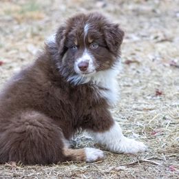 Australian Shepherd Puppies from Dream E River Ranch