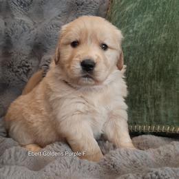 Purple collar - Golden female Golden Retriever puppy in Saint Helens, Oregon from Ebert Golden Retrievers & Pugs