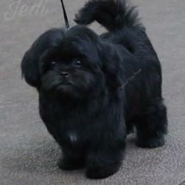 Chinese Crested and Mi-Ki Puppies from Neonate puppy care for breeders