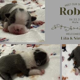 Robin - Blue male Boston Terrier puppy in El Paso, Texas from Little Mister and Little Miss Boston Terriers