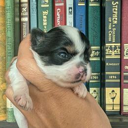 Yorkshire Terrier Puppies from Cypress Creek Yorkies