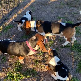 Basset Hound Puppies from 5th Day Farm