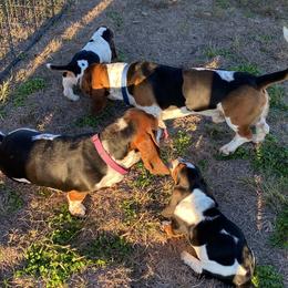 Basset Hound Puppies from 5th Day Farm