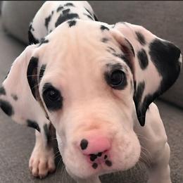 Harlequin male - Harlequin male Great Dane puppy in Gig Harbor, Washington from Lakaya Danes
