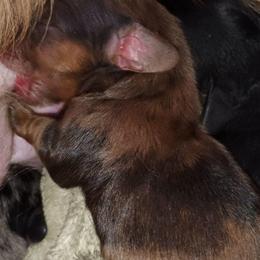 Benedict - Dapple male Dachshund puppy in Stroudsburg, Pennsylvania from Bella's Weenie Haven