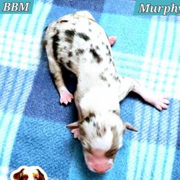 Murphy - Blue merle male Miniature Australian Shepherd puppy in Punta Gorda, Florida from Christie's Creekside Aussies