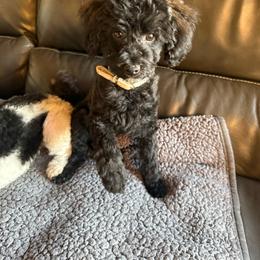 Alfie - Sable male Poodle puppy in Pueblo West, Colorado from Little Paws Poodles