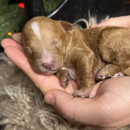 Yam - Red male Bernedoodle puppy in Tyner, Kentucky from Good Dog Doodles