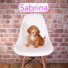 Sabrina - Red  female Goldendoodle puppy in Calhoun, Georgia from Happy Top Doodles