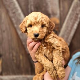 Splash - Red  male Goldendoodle puppy in Mohnton, Pennsylvania from Stony Meadow Puppies