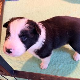 August - Black and white male Border Collie puppy in Lebanon, Oregon from Cahill’s Canines
