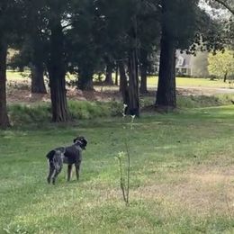 American Bully, German Shorthaired Pointer, and German Wirehaired Pointer Puppies from Shoreline Pointers