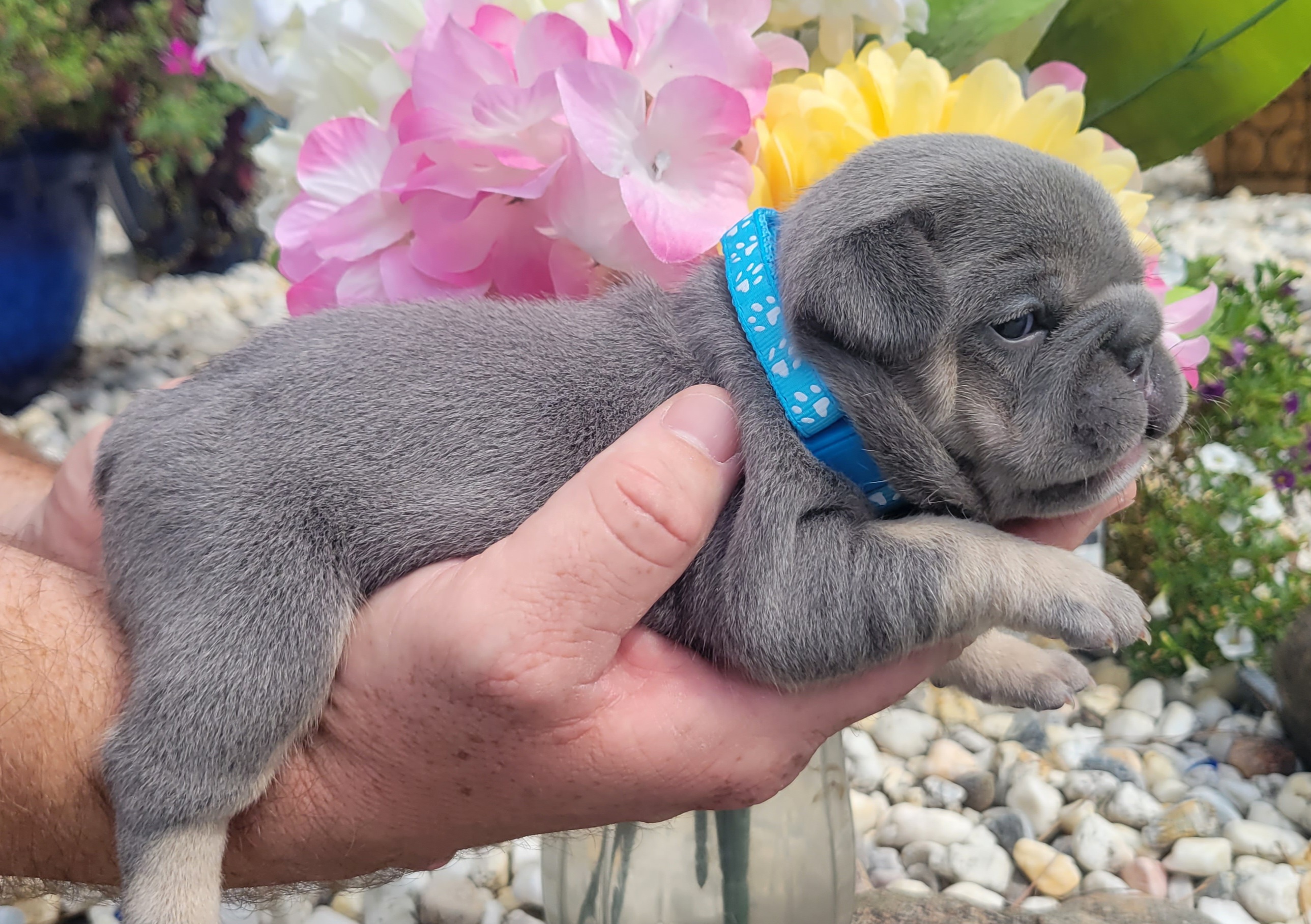 French Bulldog Puppies from Zoomie Time Frenchies