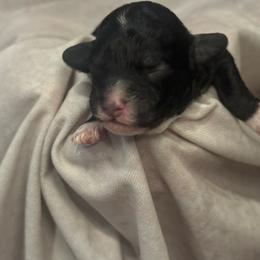 Sailor - Black and white male Cockapoo puppy in Saint Louis, Missouri from Jax Doodles