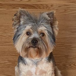 Hank - Yorkshire Terrier