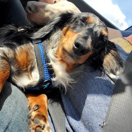 Sasha - Dachshund