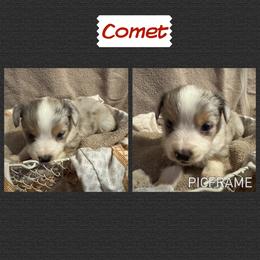 Comet - Blue tri male Toy Australian Shepherd puppy in Menan, Idaho from Teton Toy Aussies