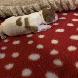 Girl 2 - Piebald female Dachshund puppy in Sedgewickville, Missouri from Heritage Boerboels