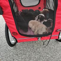 Poodle Puppies from Cano Homestead Poodles