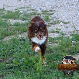 Delta - Toy Australian Shepherd