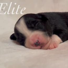 Coal - Black & white male Miniature Australian Shepherd puppy in Corpus Christi, Texas from Elite Miniature Australian Shepherds