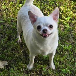 Salt - Chihuahua