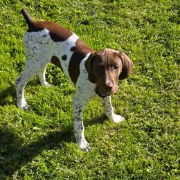 Miley- Purple - Liver and white female German Shorthaired Pointer puppy in Union Hall, Virginia from Rustic Creek Farms
