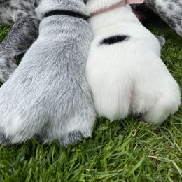 Australian Cattle Dog Puppies from Foxglove Field Farm