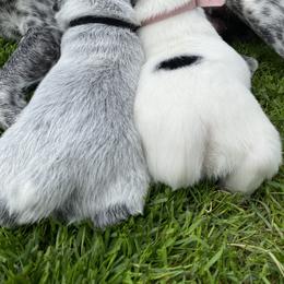 Australian Cattle Dog Puppies from Foxglove Field Farm