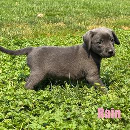 Rain - Black female Labrador Retriever puppy in Tigard, Oregon from Morrison Labrador Retreivers