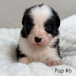 Pup 6 - Black tri-color female Australian Shepherd puppy in Tehachapi, California from Country Oaks Farm