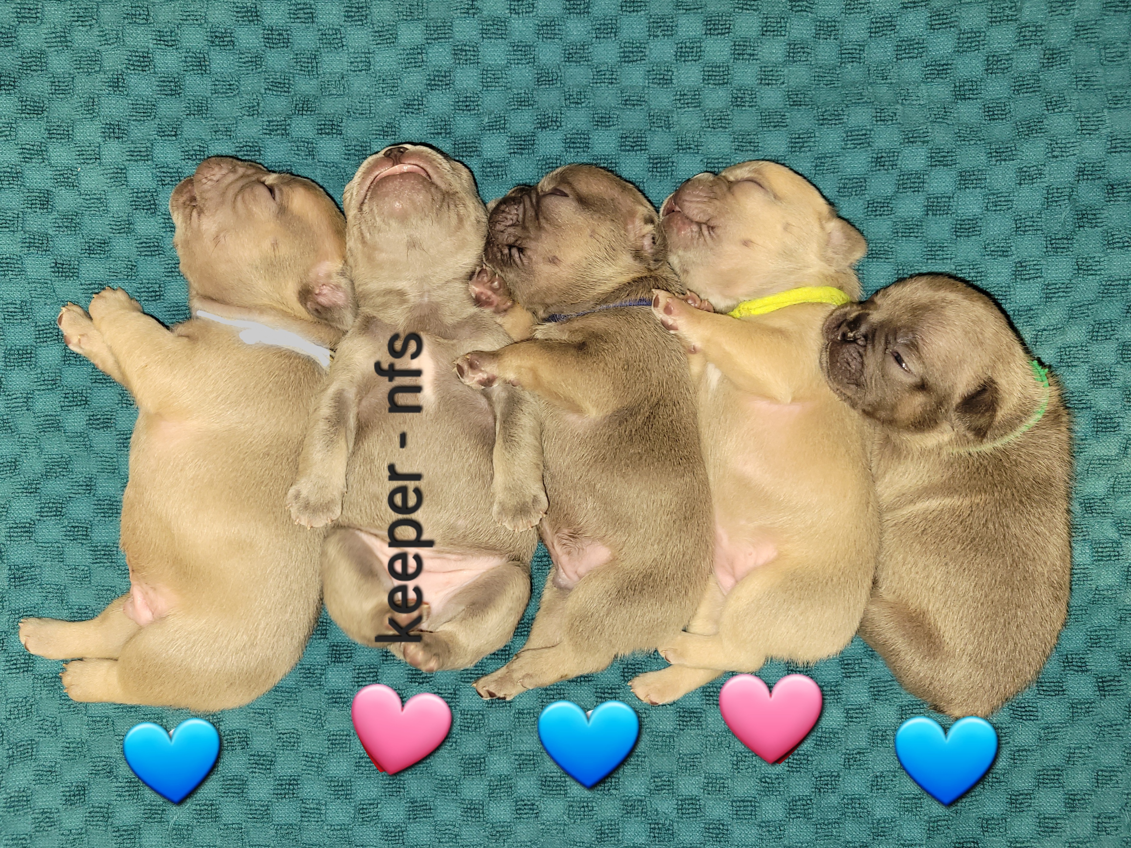 French Bulldog puppies from Luz French Bulldogs