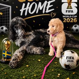 Rosie Sweden - Apricot female Goldendoodle puppy in Houston, Texas from Were The Mack'Doodles