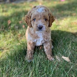 Cockapoo Puppies from Maple’s Cockapoo Puppies