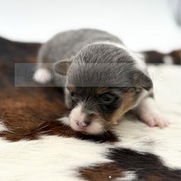 Tinsel - Black and tan female Pembroke Welsh Corgi puppy in Rozet, Wyoming from Hayday Ranch Corgis