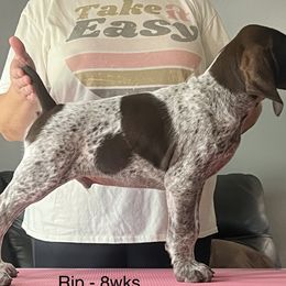 Rip - German Shorthaired Pointer puppy in Walford, Iowa from Wild Rose GSP's
